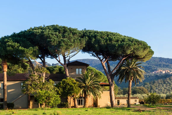 Toskana Bolgheri/Maremma