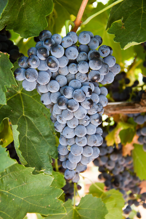 Rotwein