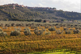 Supertuscan Stupore Bolgheri Rosso DOC - Campo alle Comete - Toscana grüßt Bordeaux