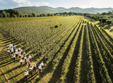 Le Serre Nuove dell'Ornelaia Bolgheri Rosso DOC - Tenuta Ornelaia