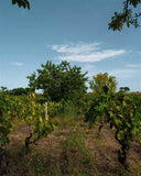 La Marchesana Aglianico Puglia IGT, Biowein - Cantine Polvanera