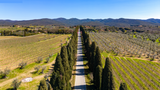 Viale dei Cipressi in Bolgheri mit flankierenden Weinbergen des Weinguts La Torre und den Hügeln von Castagneto Carducci im Hintergrund