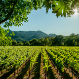Weinberg des Weinguts La Torre mit Blick auf die Hügel von Castagneto Carducci in Bolgheri