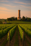 Blick über die Lugana-Weinberge vom Weingut Zenegaglia auf den Torre San Martino della Battaglia bei Sonnenuntergang