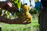 Frisch eingetroffen!!!! Veneto IGT Bianco - Az.Agr. F.illi Fraccaroli