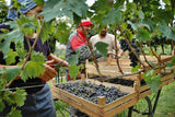 Valpolicella-1-18576a396a9049f